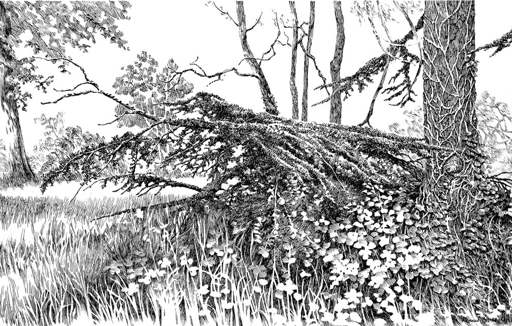 Souche - Bois de Boulogne